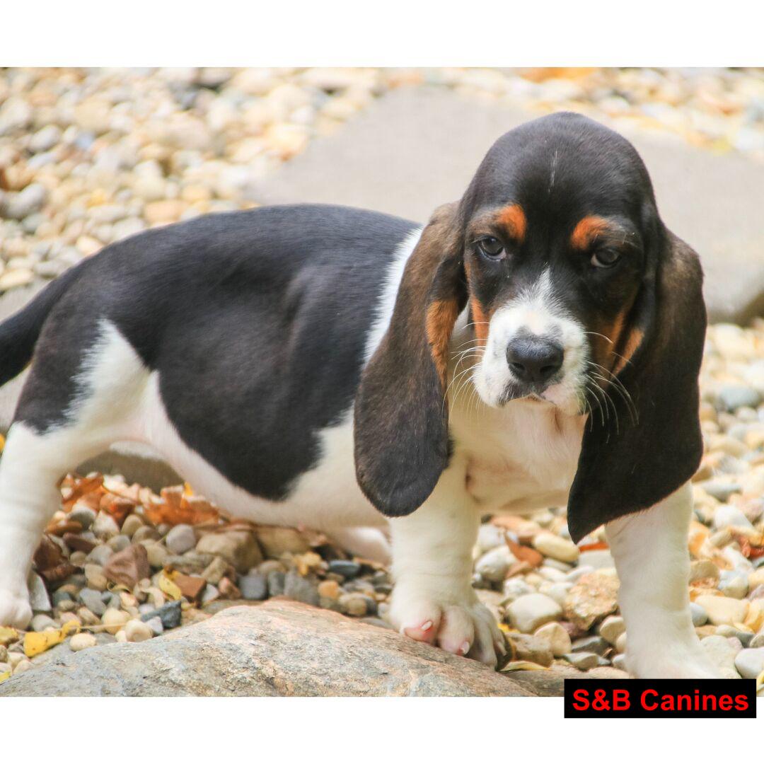 Puppy Image